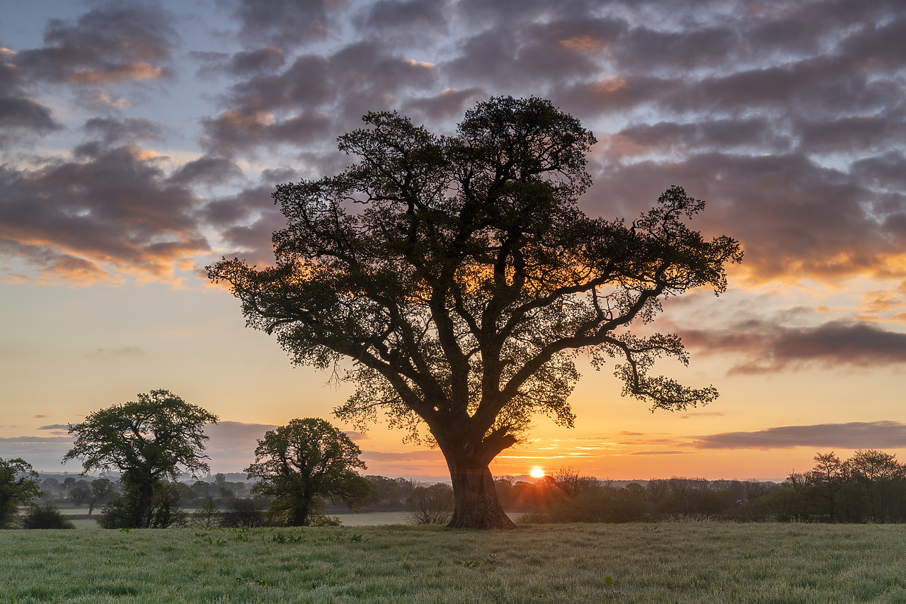 #410155-1 - Oak Tree at Sunrise, Dorset, England