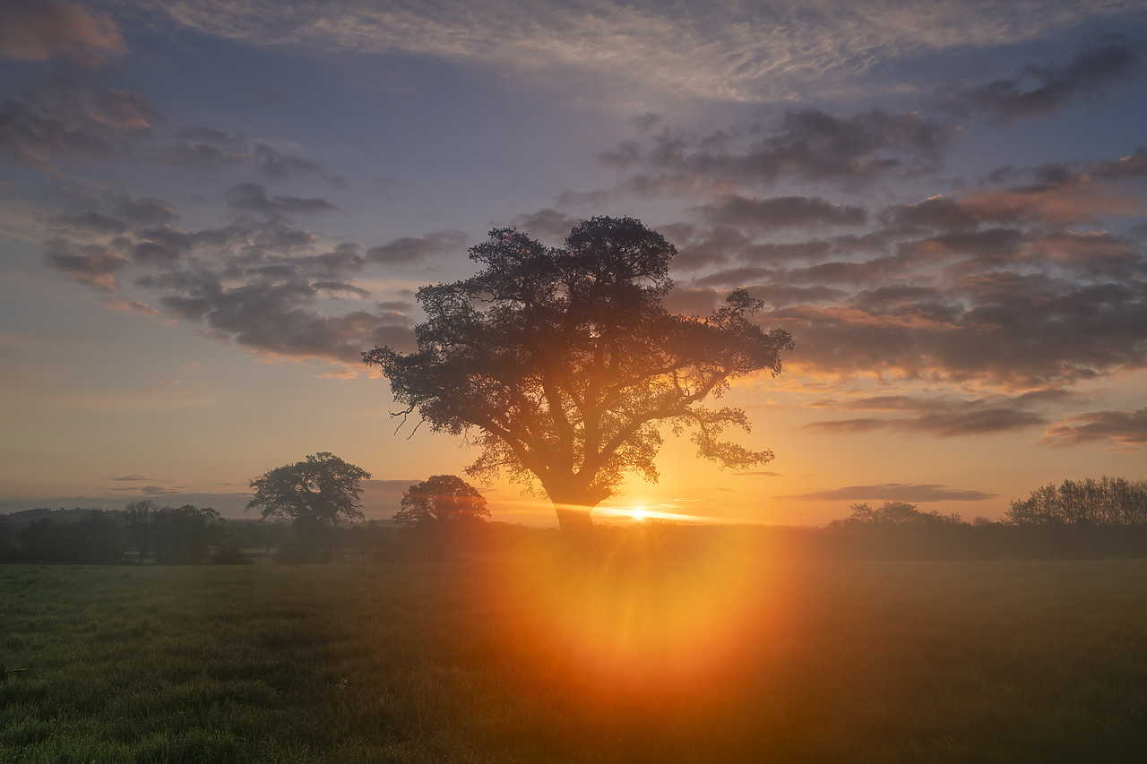 #410156-1 - Oak Tree at Sunrise, Dorset, England