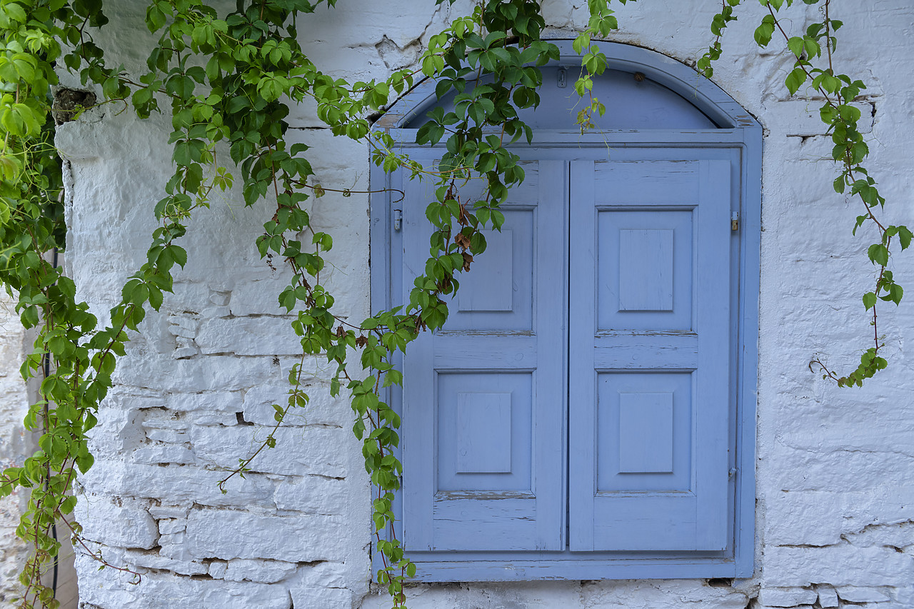 #410309-1 - Blue Window & Vines, Symi Island, Dodecanese Islands, Greece