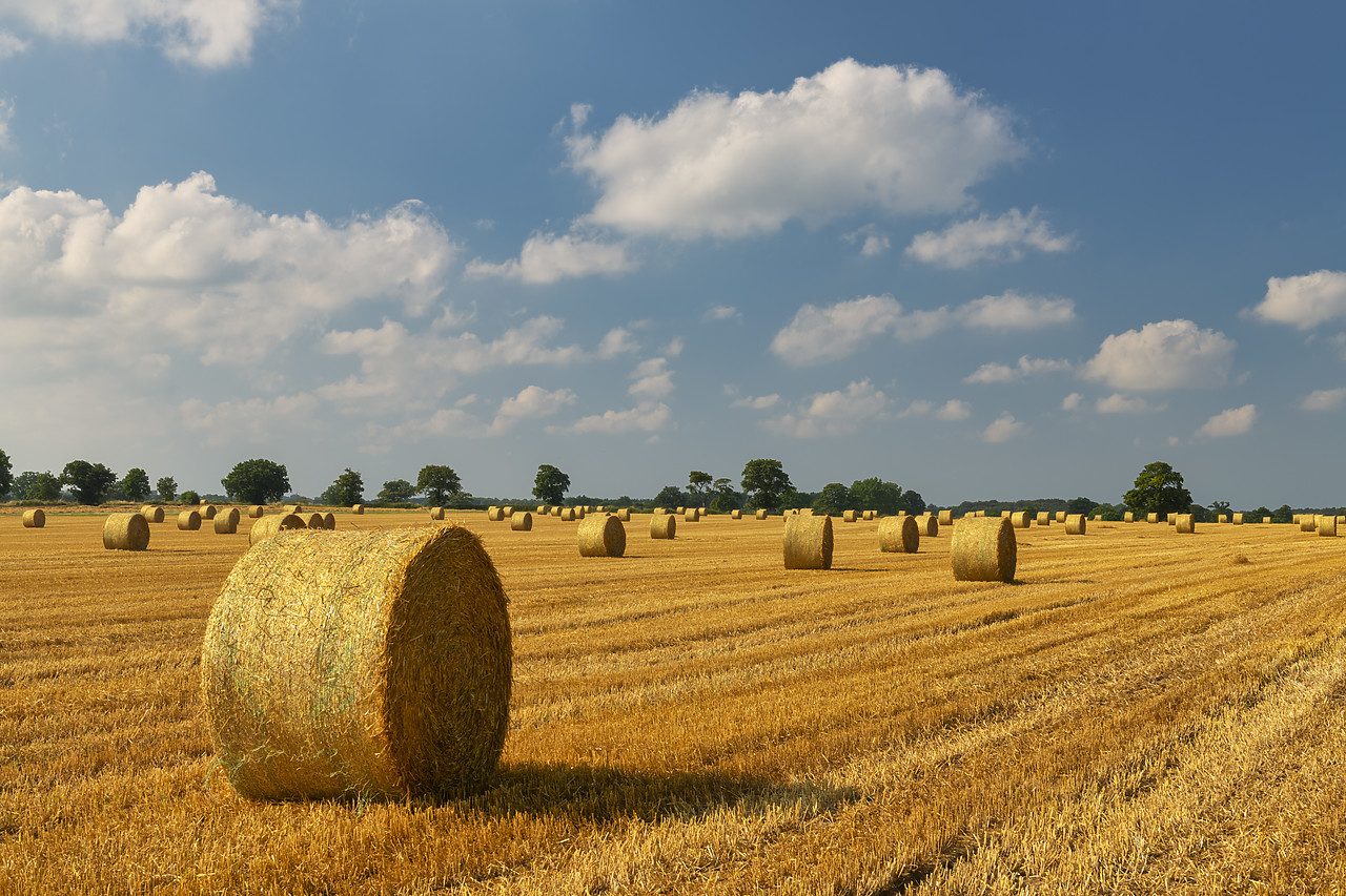 #410330-1 - Field of Strawbales, Blofield, Norfolk, England