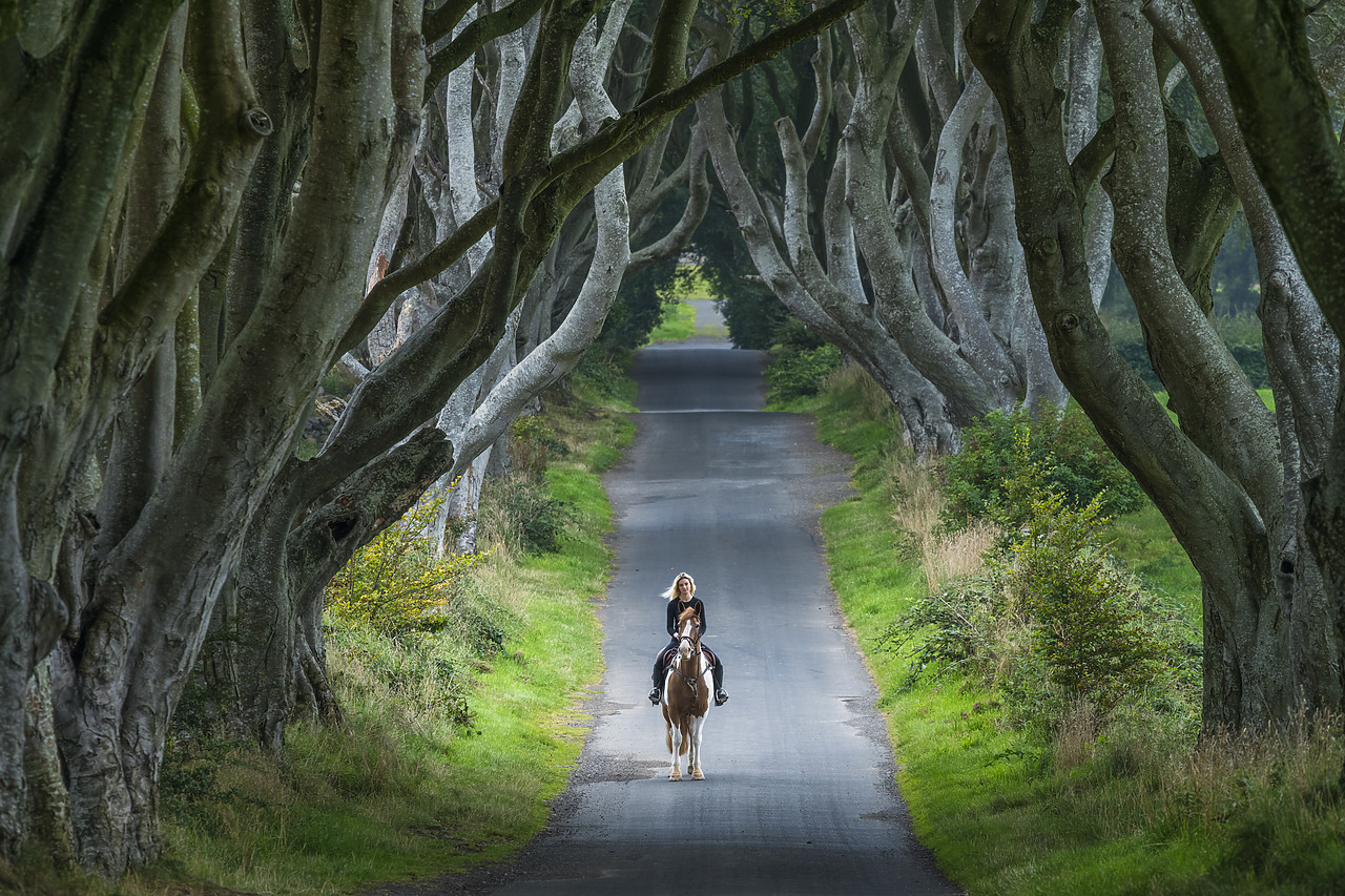 #410365-1 - Woman Riding Horse along Dark Hedges Road, County, Antrim, Northern Ireland Horse along Dark Hedges Road, County, Antrim, Northern Ireland