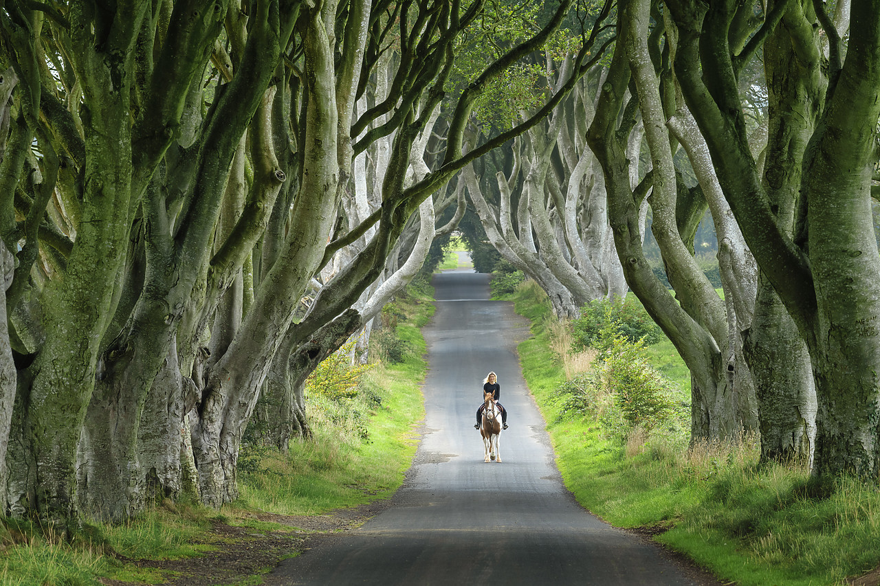 #410366-1 - Woman Riding Horse along Dark Hedges Road, County, Antrim, Northern Ireland Horse along Dark Hedges Road, County, Antrim, Northern Ireland