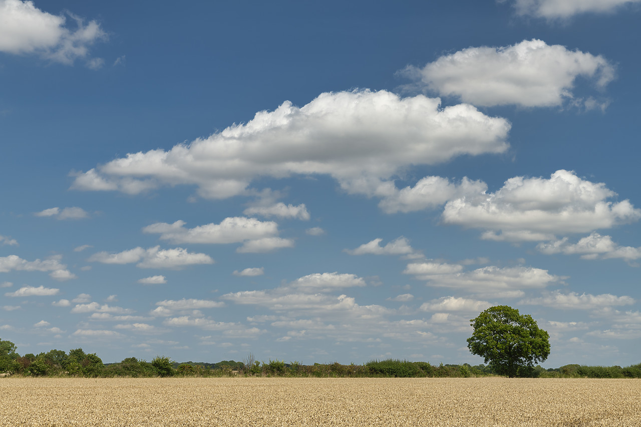 #410377-1 - Single Tree & Field of Wheat, Suffolk, England