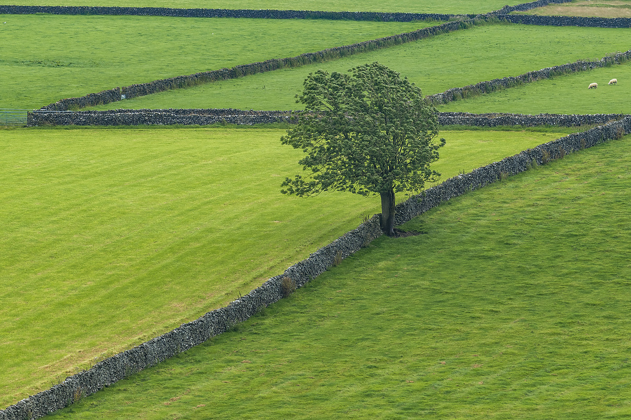 #410419-1 - Stone Wall Leadng to Lone Tree, Peak District National Park, Derbyshire, England