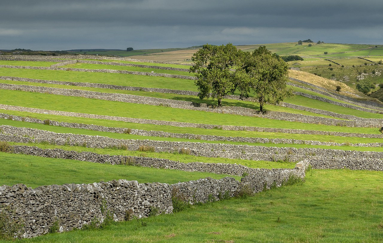 #410420-1 - Stone Walls & Trees, Peak District National Park, Derbyshire, England