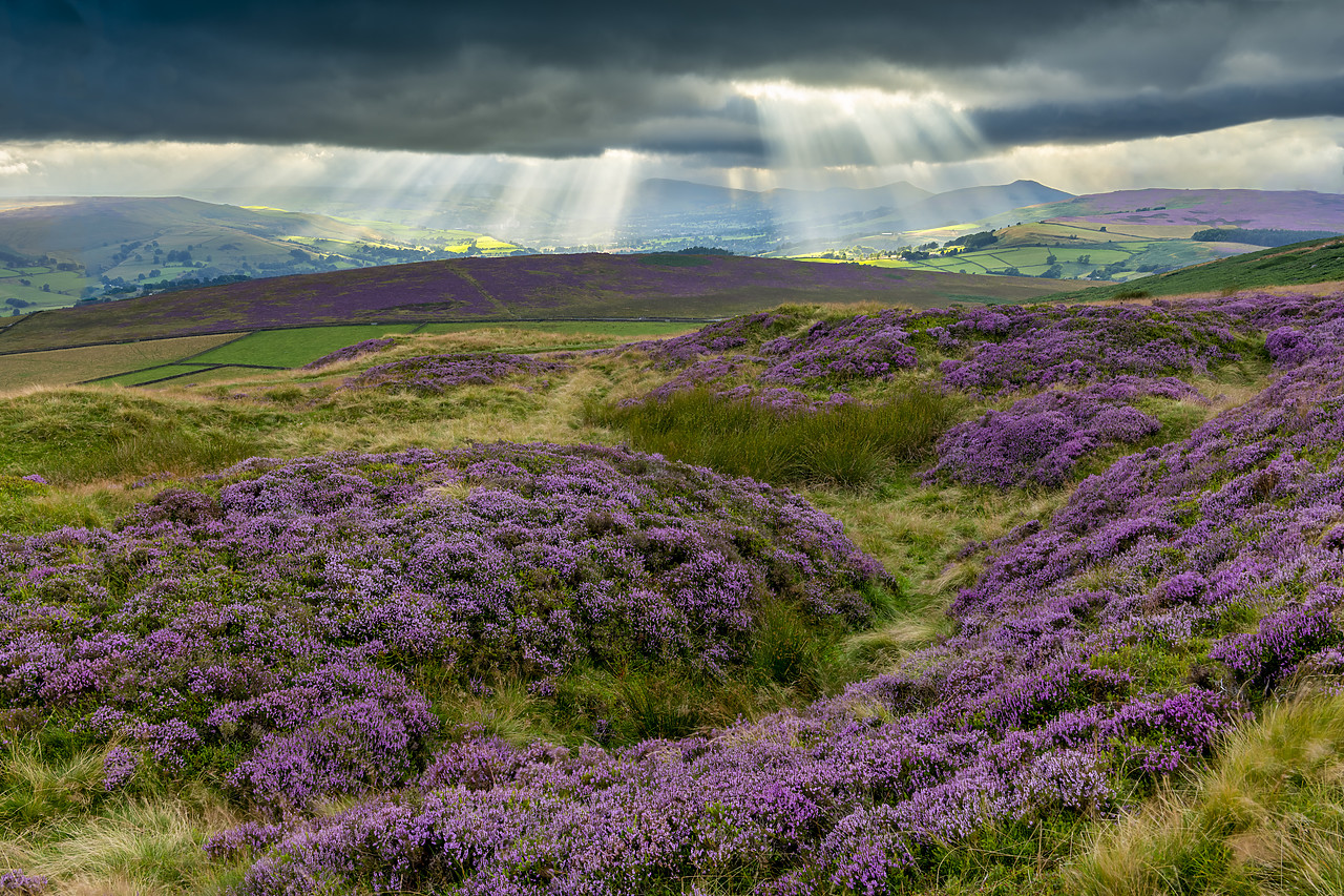 #410422-1 - Sunrays over Hope Valley with Blooming Heather, Peak District National Park, Derbyshire, England