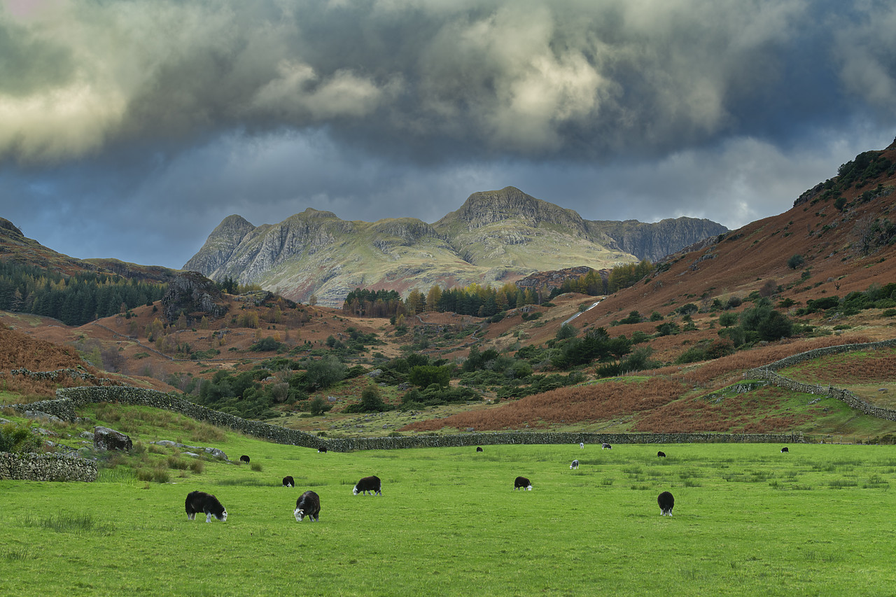 #410423-1 - Grazing Sheep Below Langdale Pikes, Little Langdale, Lake District National  Park, Cumbria, England