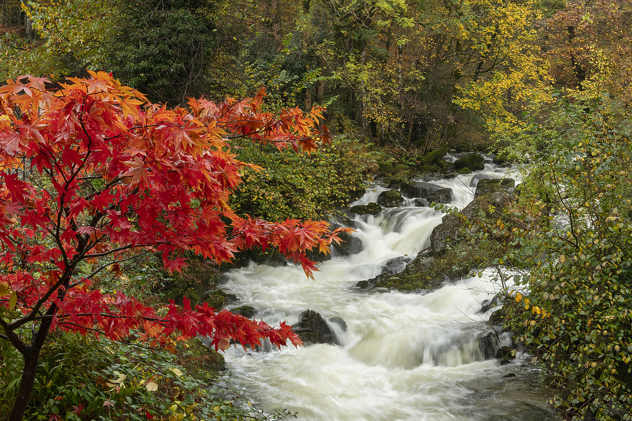 #410424-1 - Red Maple Tree by Rydale Beck, Lake District National  Park, Cumbria, England