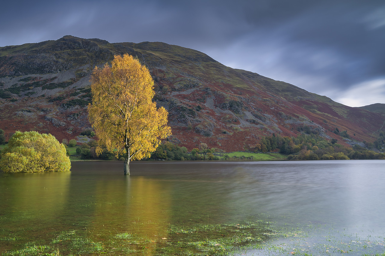 #410433-1 - Silver Birch Tree Reflecting in Ullswater, Lake District National  Park, Cumbria, England