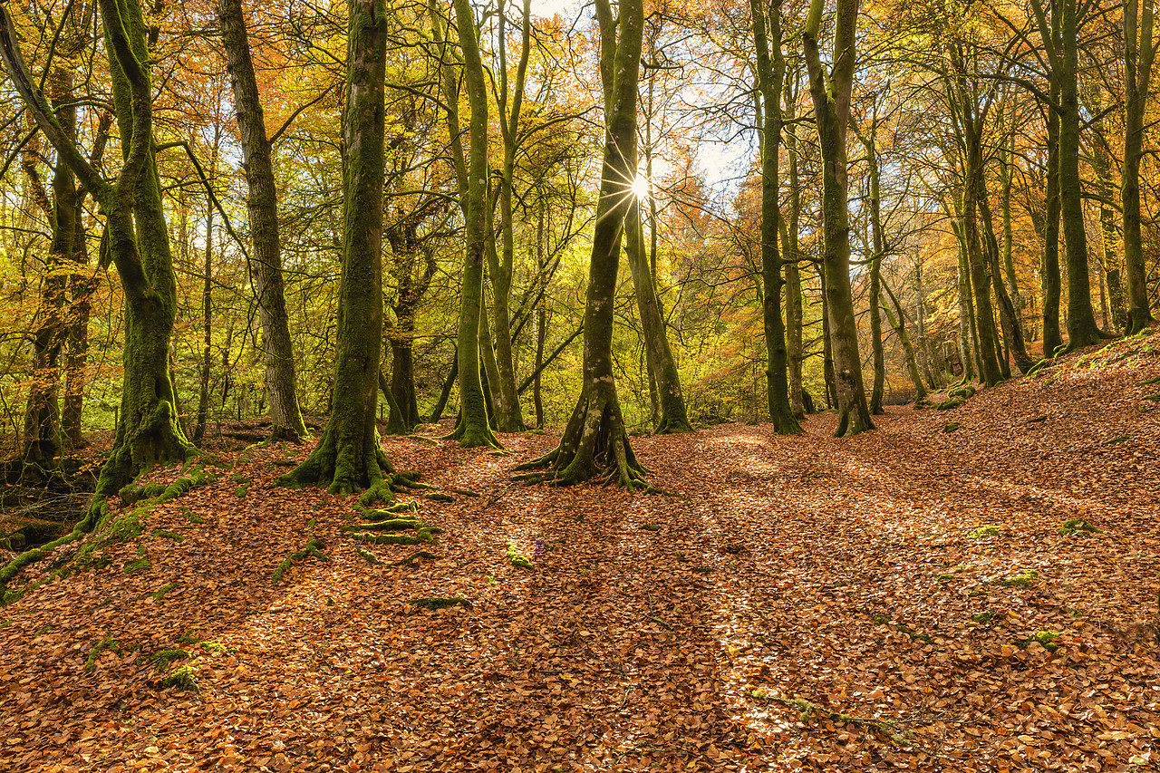 #410450-1 - Woodland in Autumn, Birks of Aberfeldy, Perthshire Region, Scotland