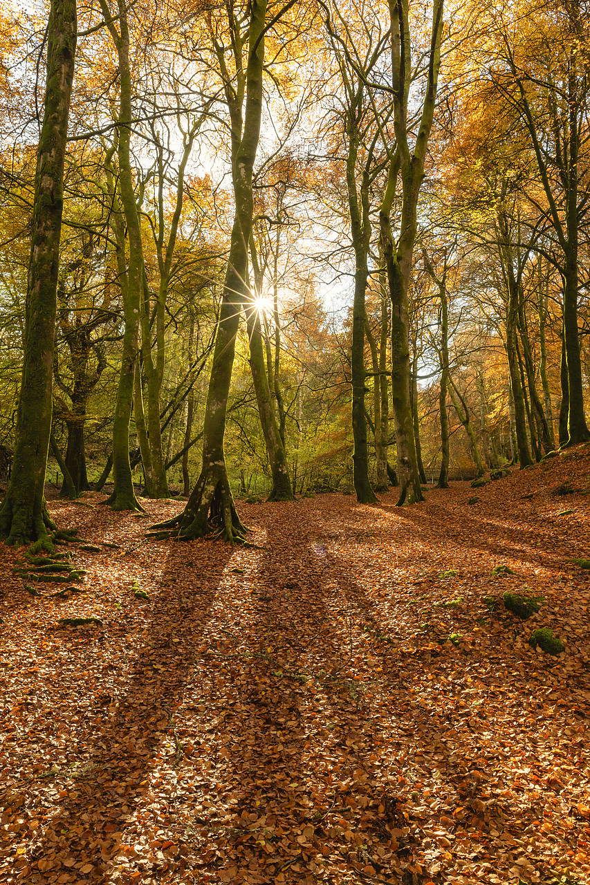 #410450-2 - Woodland in Autumn, Birks of Aberfeldy, Perthshire Region, Scotland