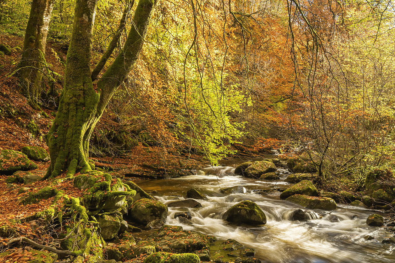 #410452-1 - Moness Burn in Autumn, Birks of Aberfeldy, Perthshire Region, Scotland