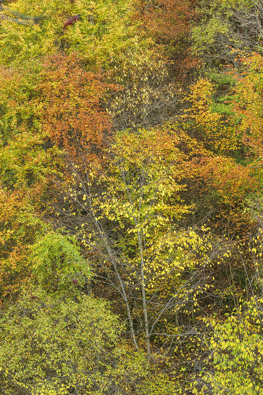 #410457-1 - Woodland in Autumn, Birks of Aberfeldy, Perthshire Region, Scotland