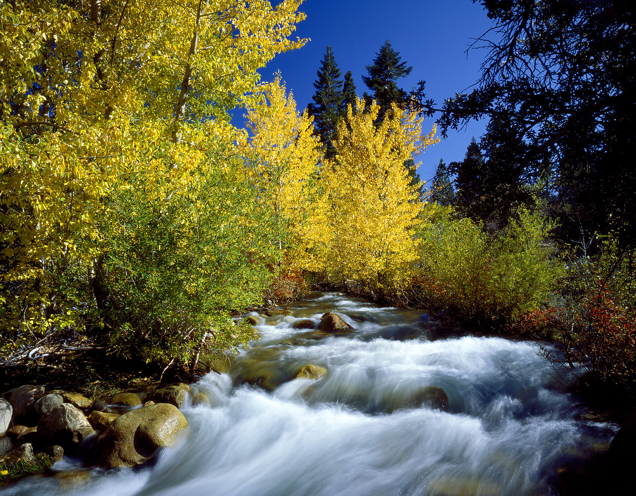 #8312 - Rushing Stream in Autumn, Lee Vining, California, USA