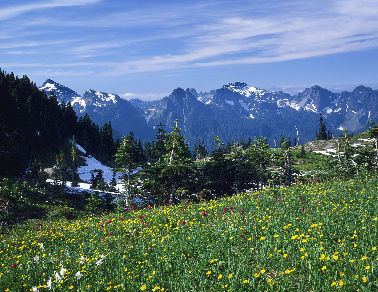 #83148 - Tatoosh Range from Paradise Meadow, Mt. Rainier National Park, Washington, USA