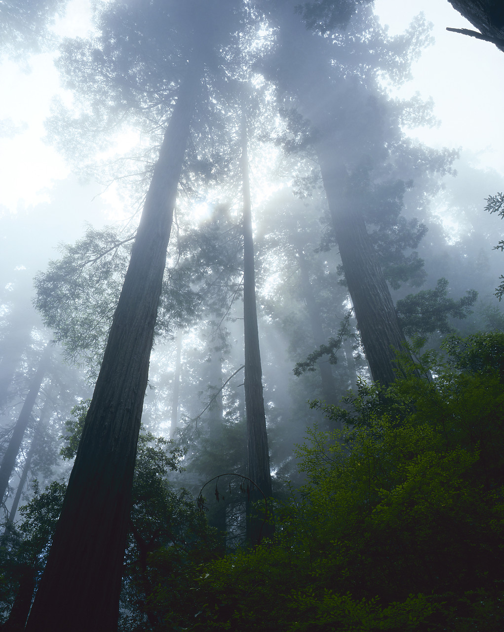 #83154 - Converging Redwoods in Fog, Redwood National Forest, California, USA
