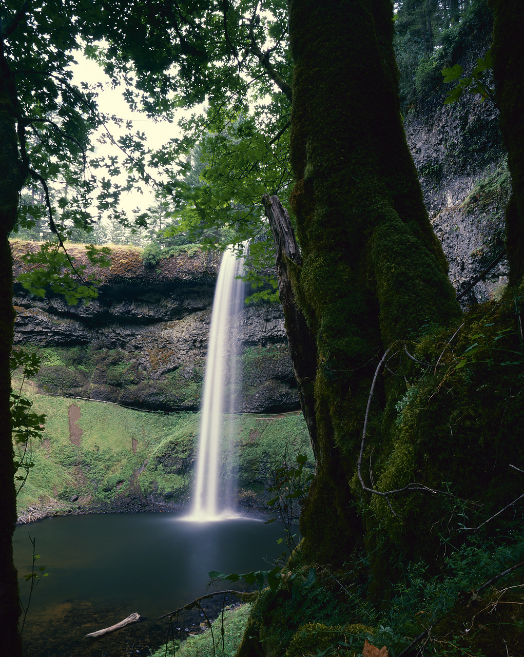 #83167-1 - Silver Falls, Silver Falls State Park, Oregon, USA