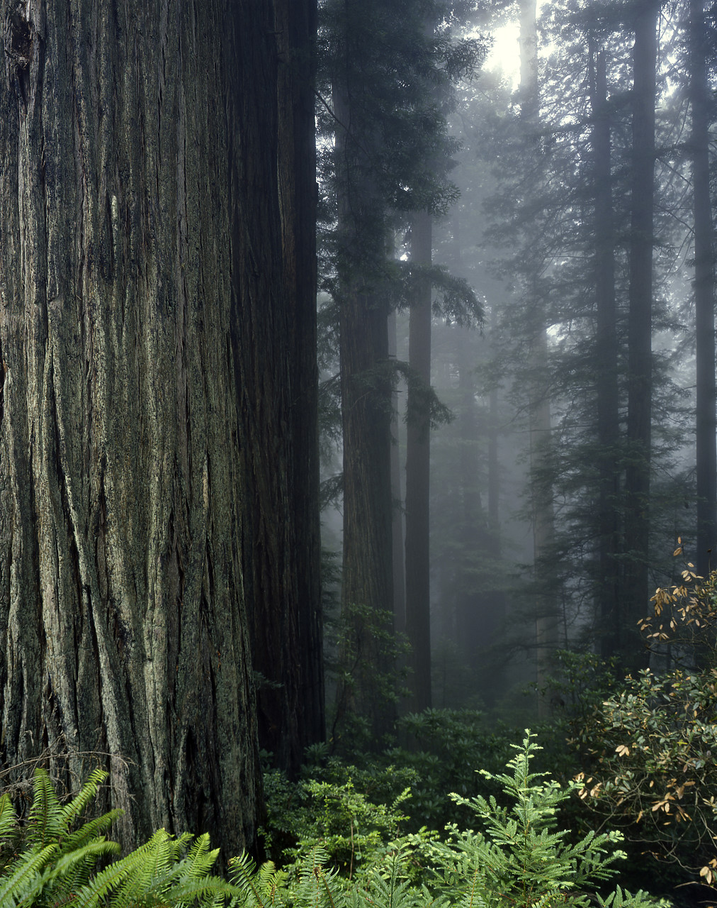 #83178 - Giant Redwoods in Mist, Redwood National Park, California, USA
