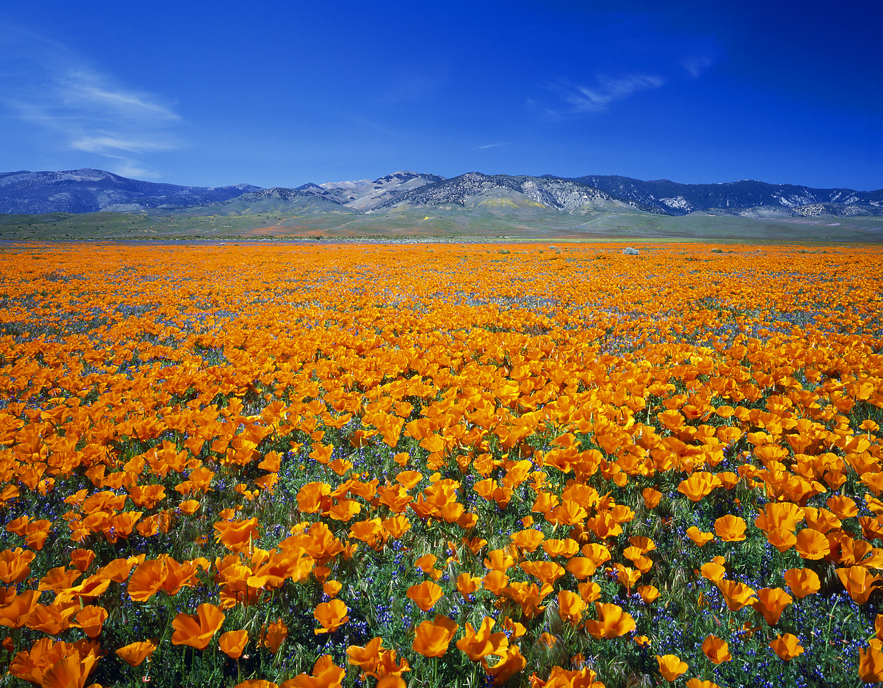 #837-1 - Field of California Poppies, Antelope Valley, California, USA