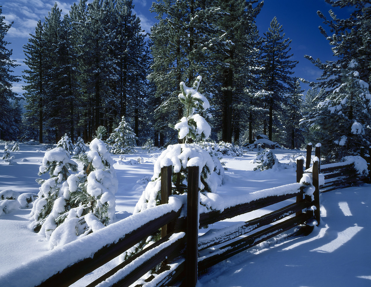#8375-1 - Split Rail Fence & Pines in Winter, Truckee, California, USA