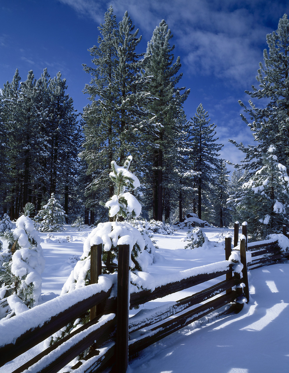#8375-2 - Split Rail Fence & Pines in Winter, Truckee, California, USA
