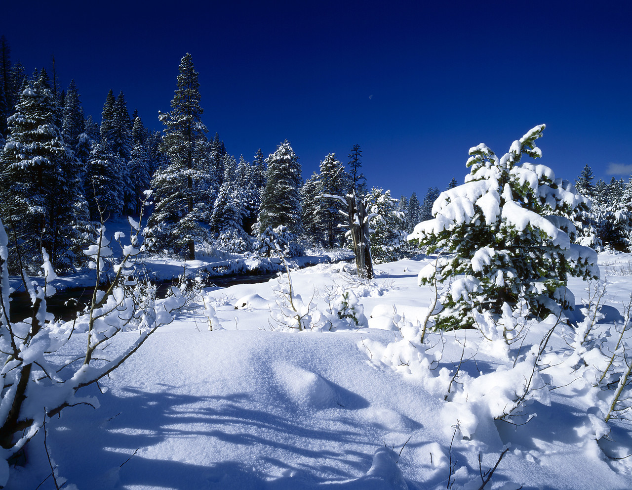 #8378 - Pine Trees in Fresh Snow, near Sierraville, California, USA