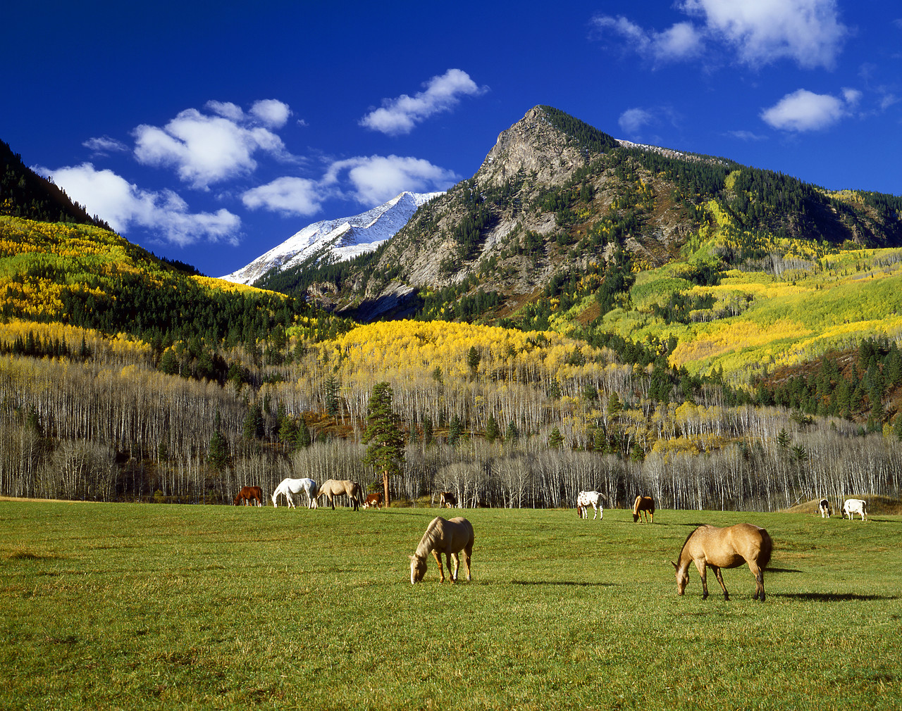 #8392-1 - Grazing Horses & Rocky Mountains, Redstone, Colorado, USA