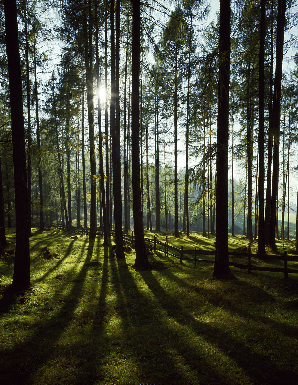 #85570-1 - Sunlight Through Pine Trees, near Reutte, Austria