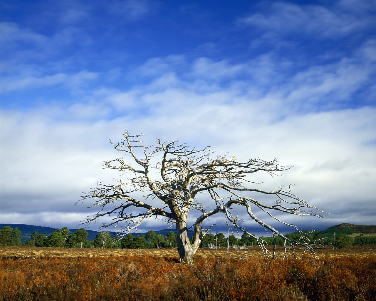 #86688 - Dead Tree, Aviemore, Highland Region, Scotland