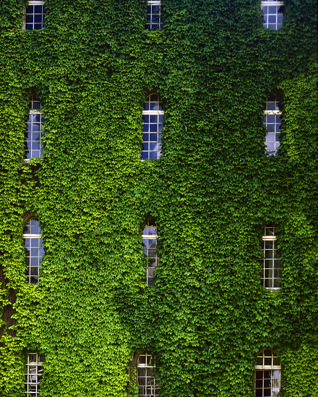 #86738-1 - Ivy-covered Windows, Cambridge, Cambridgeshire, England