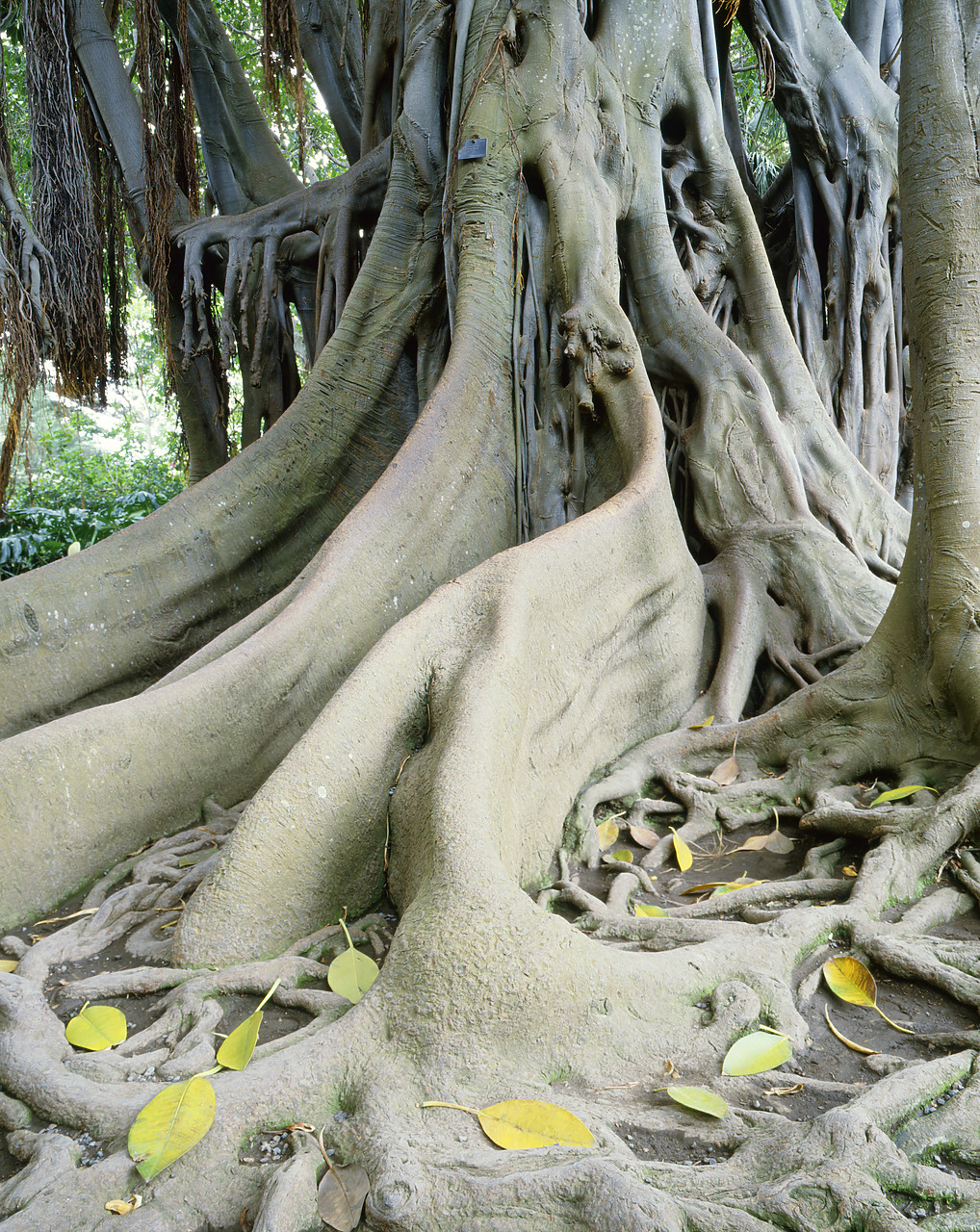 #86783 - Rubber Tree, Botanical Gardens, Puerto de la Cruz, Tenerife, Canary Islands