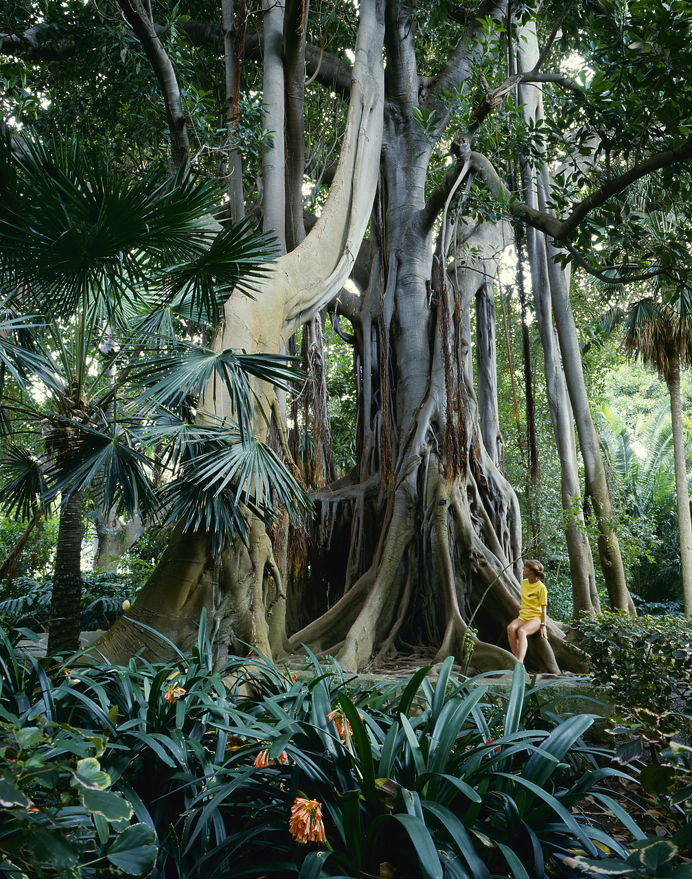 #86784-1 - Rubber Tree, Botanical Gardens, Puerto de la Cruz, Tenerife, Canary Islands