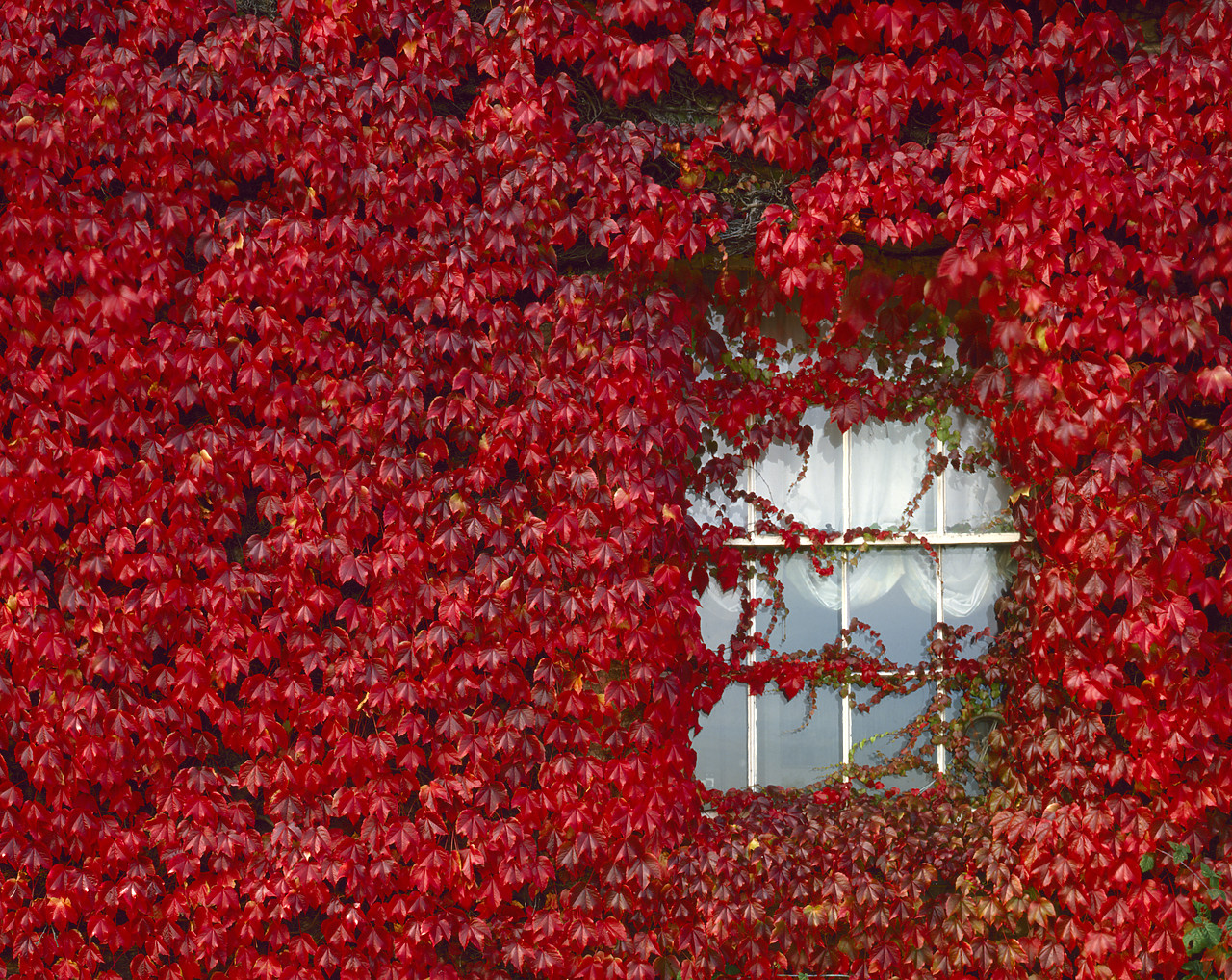 #871118-1 - Virginia Creeper & Window, Suffolk, England