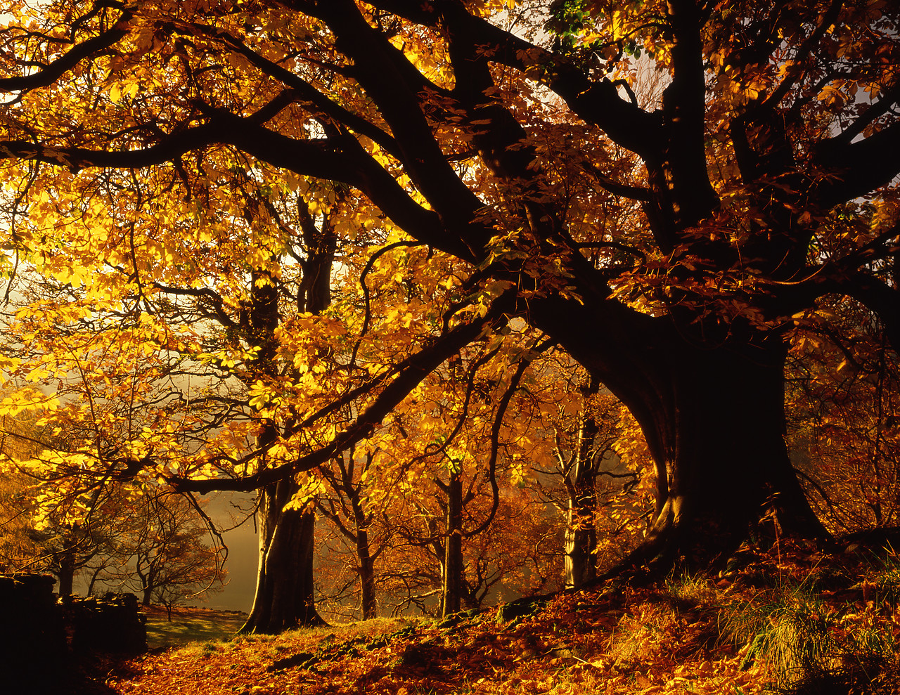 #871146-1 - Sunlight through Autumn Tree, Lake District National Park, Cumbria, England