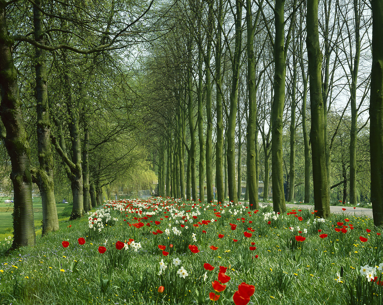 #87865 - Parade of Daffodils & Tulips, Cambridge, Cambridgeshire, England