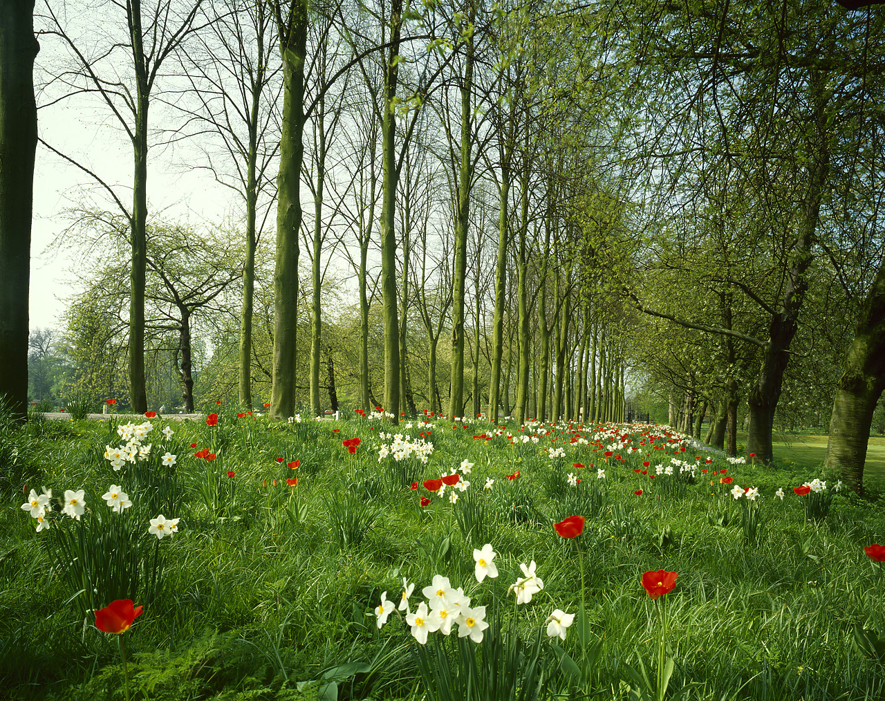 #87866-1 - Parade of Daffodils & Tulips, Cambridge, Cambridgeshire, England