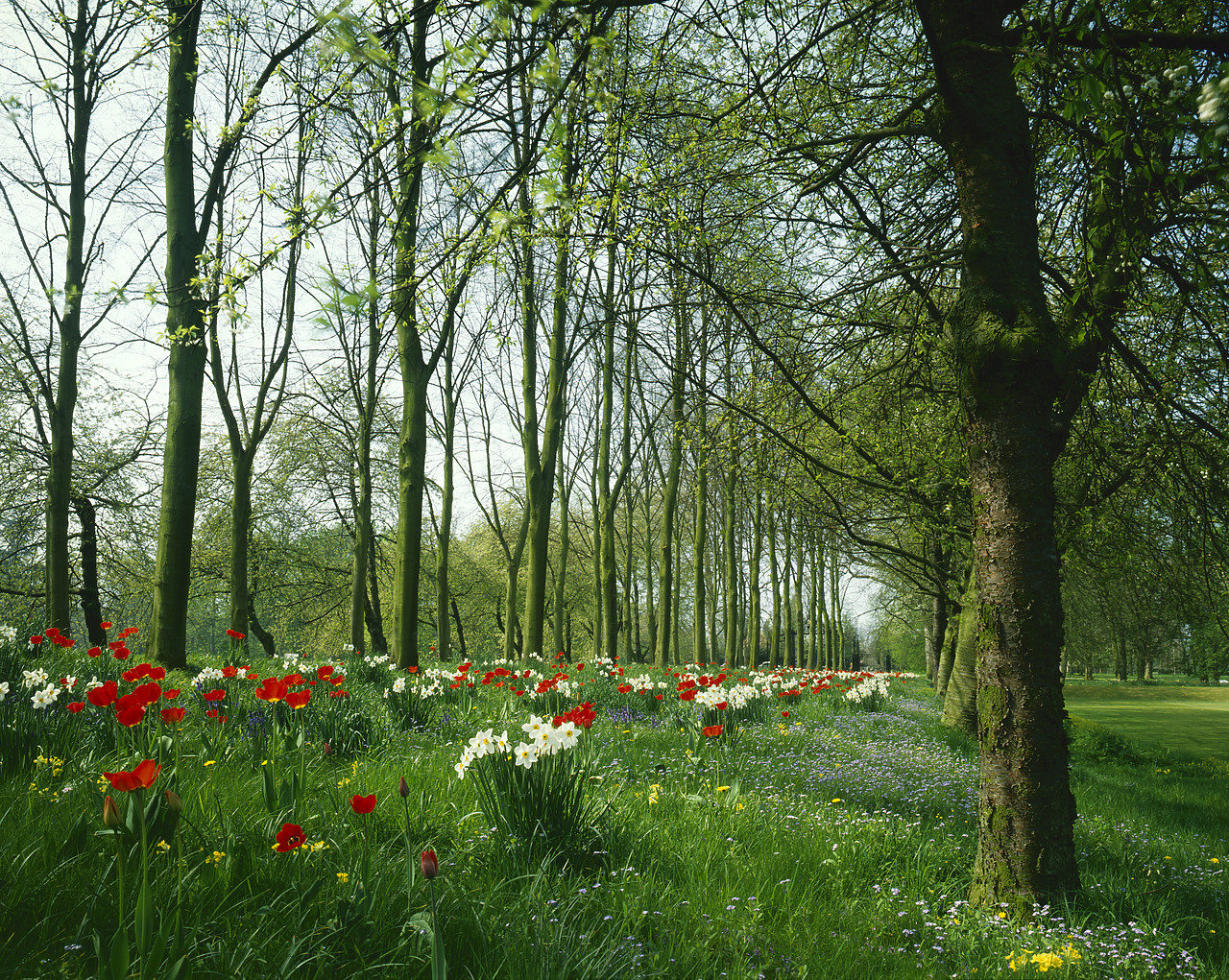 #87866-2 - Parade of Daffodils & Tulips, Cambridge, Cambridgeshire, England