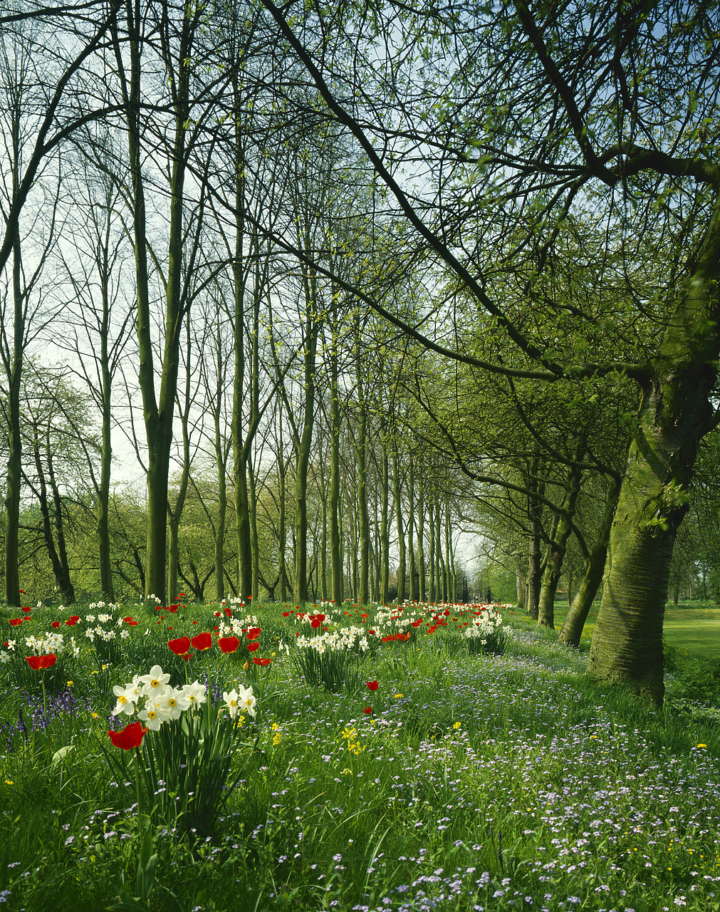 #87866-3 - Parade of Daffodils & Tulips, Cambridge, Cambridgeshire, England