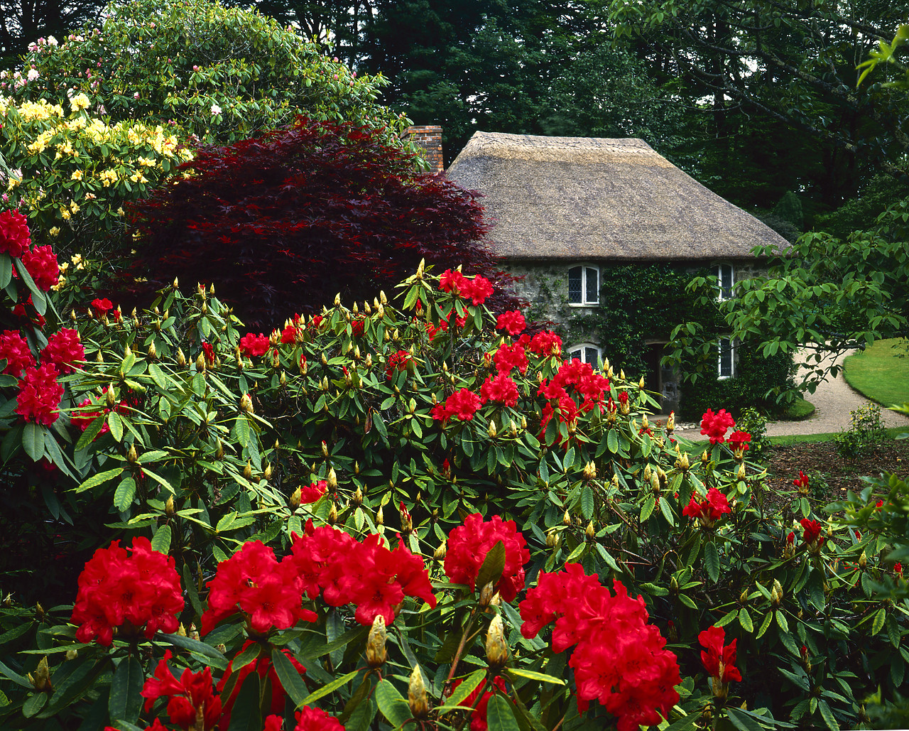 #87882-2 - Thatched Cottage & Rhododendrons, Lanhydrock, Bodmin, Cornwall, England