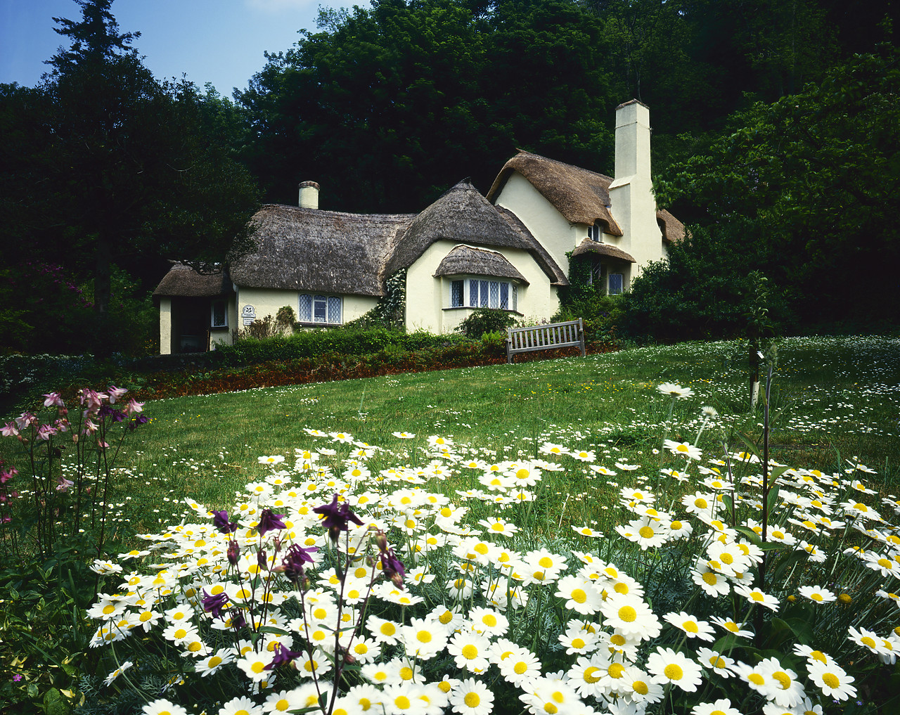#87889-1 - Selworthy Cottage & Daisies, Somerset, England