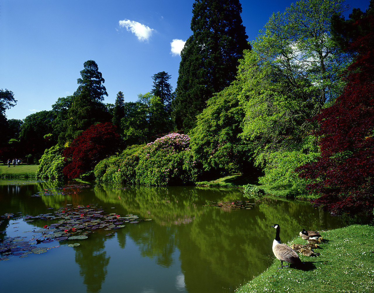 #87939-1 - Geese beside Lake, Sheffield Park Gardens, East Sussex, England