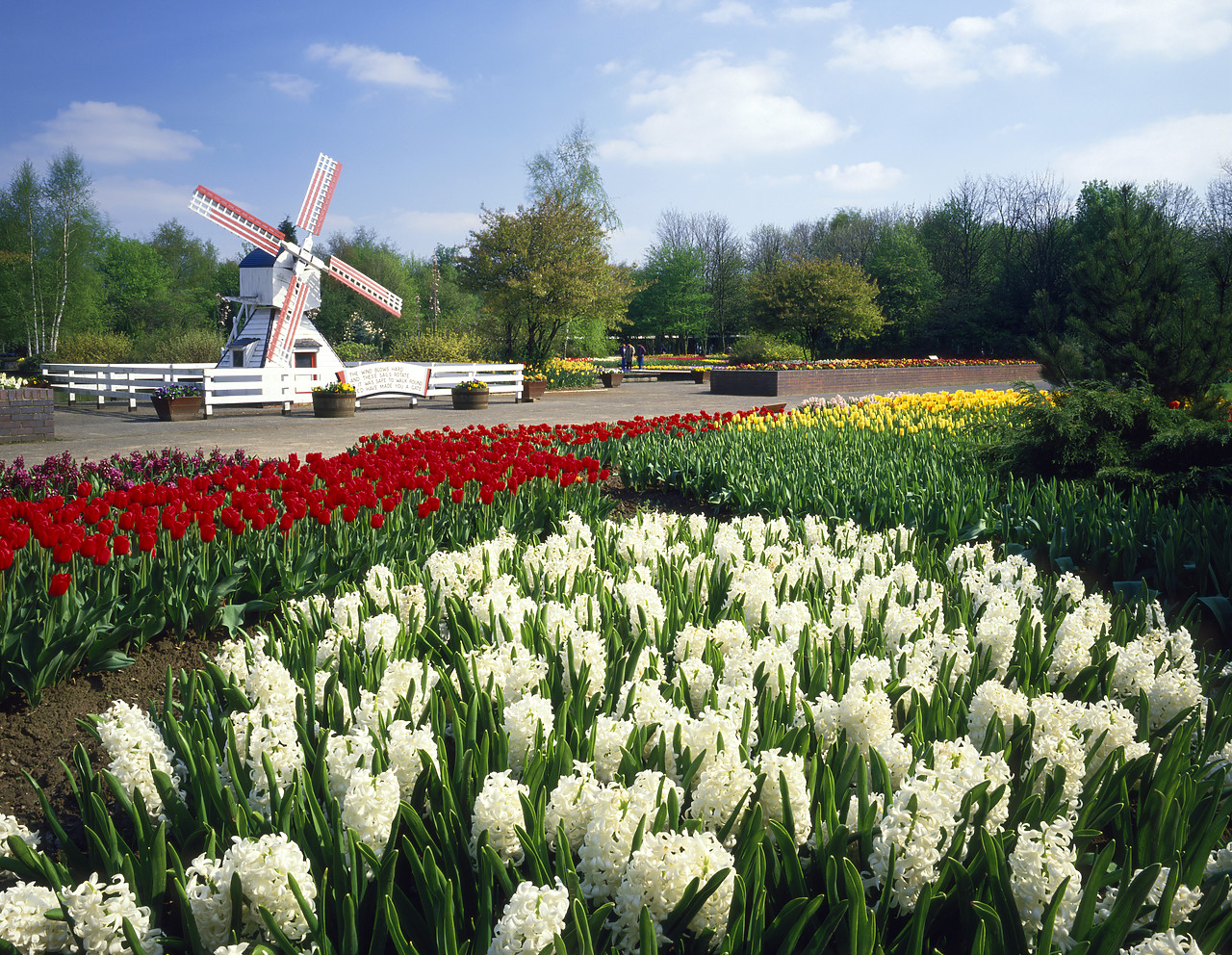 #881279-1 - Tulip Gardens & Windmill, Springfields Gardens, Spaulding, Lincolnshire, England