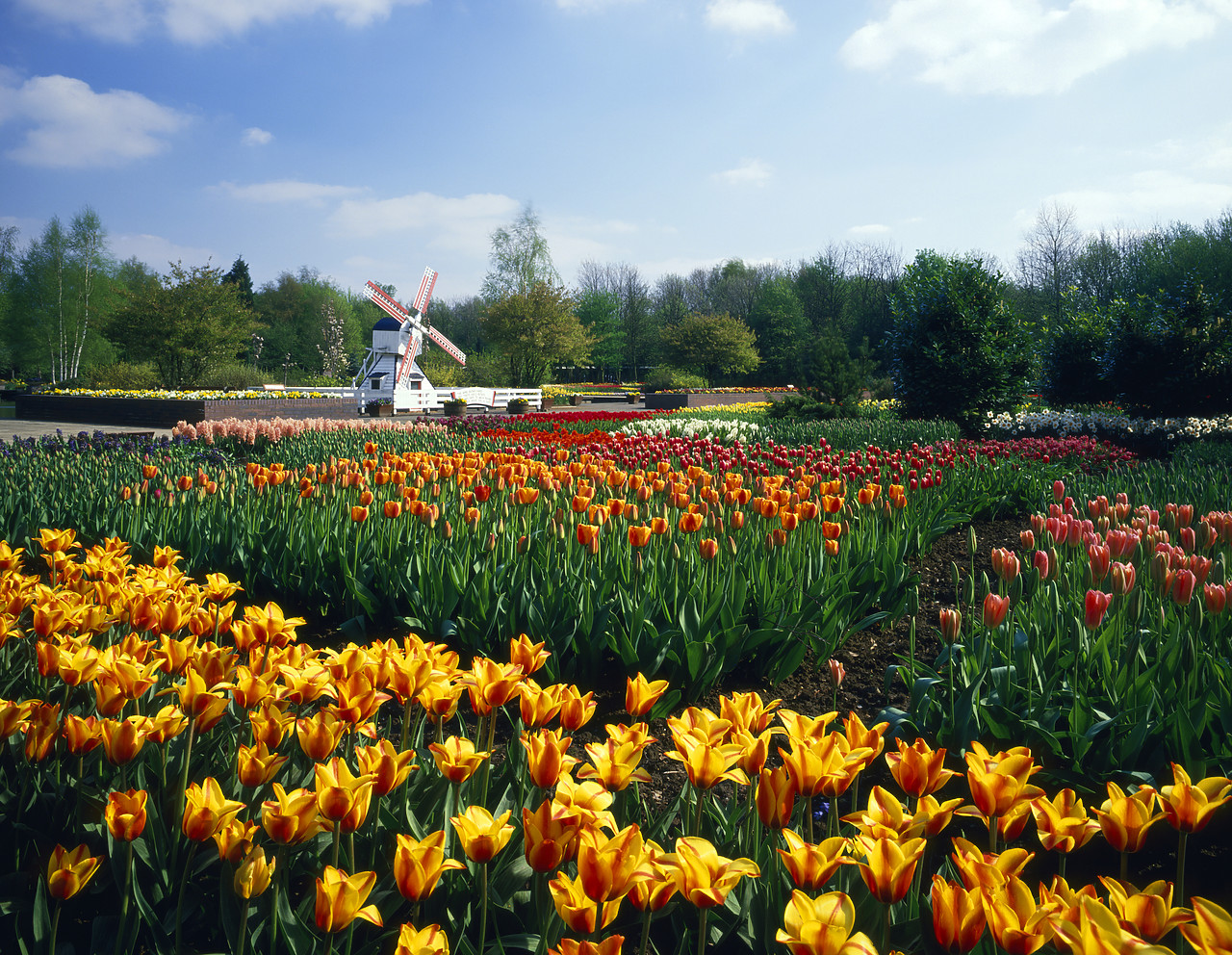 #881280-1 - Tulip Gardens & Windmill, Springfields Gardens, Spaulding, Lincolnshire, England