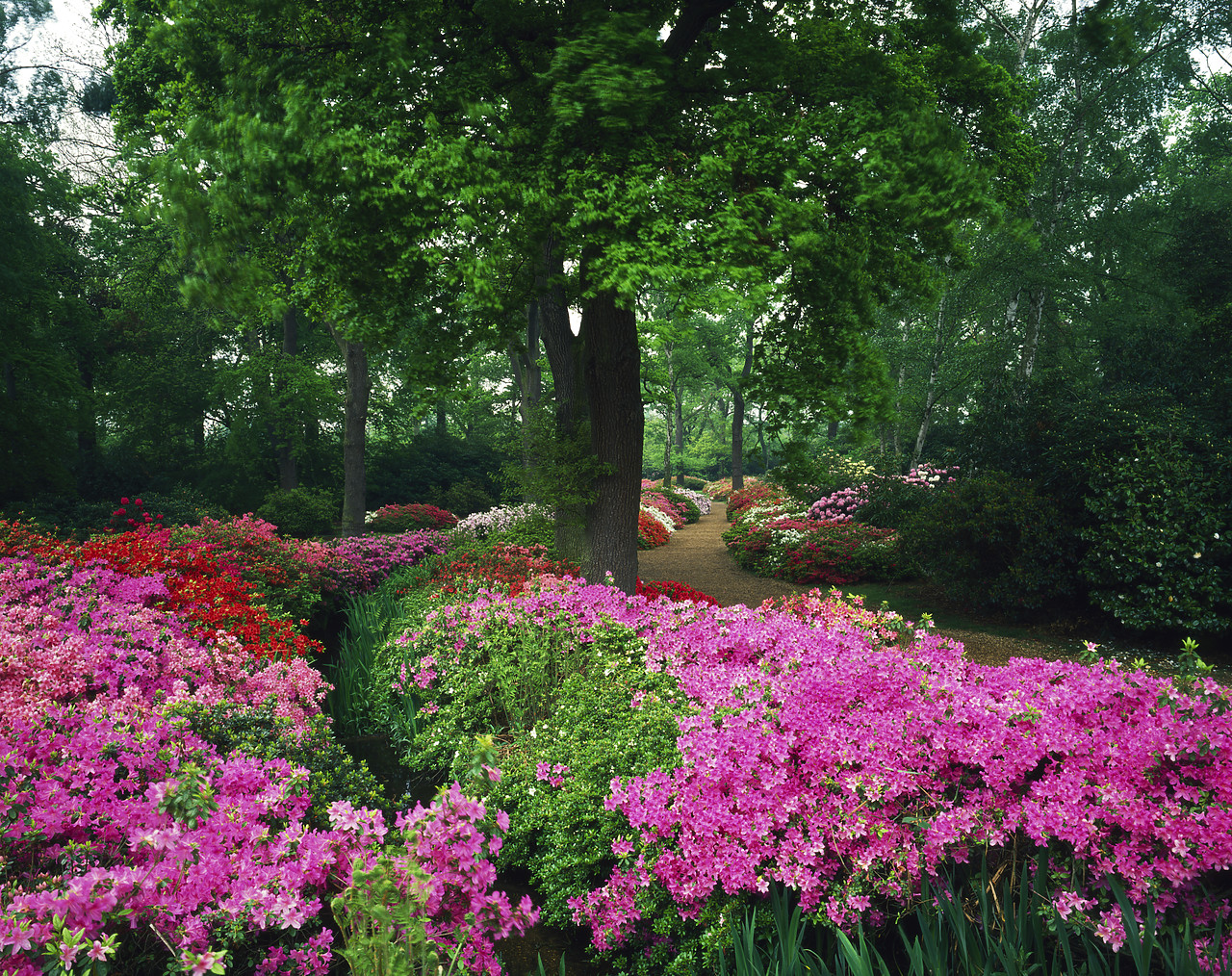 #881293-2 - Azalea Gardens, Richmond Park, Surrey, England