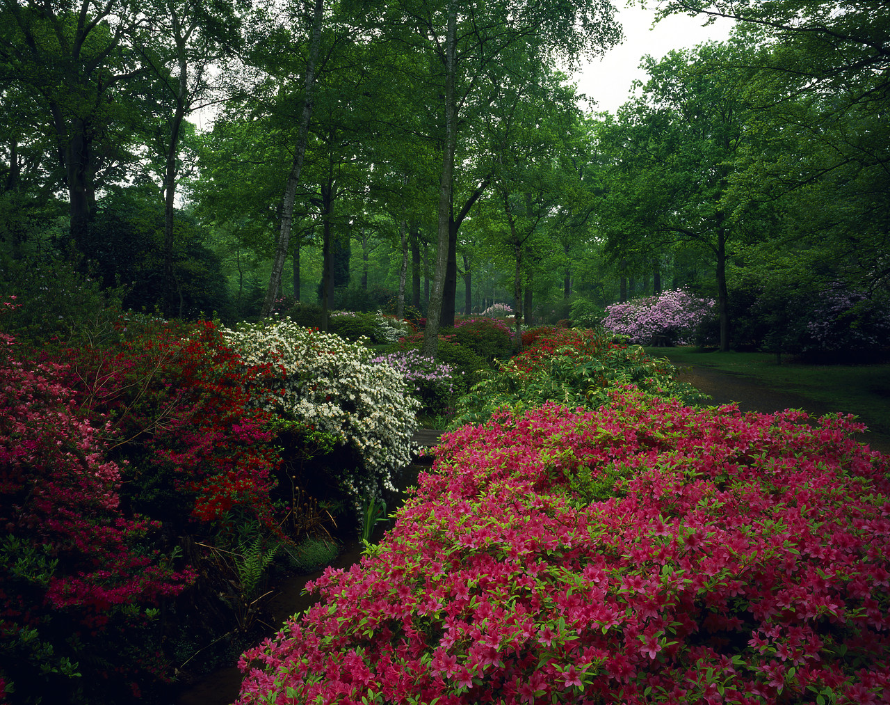 #881298-1 - Azalea Gardens, Isabella Plantation, Surrey, England