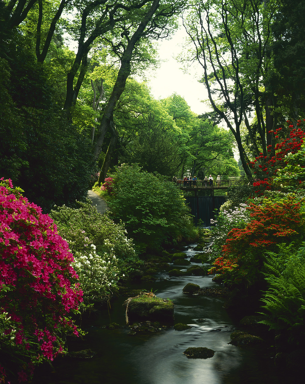 #881330-1 - Rhododendrons on River Hiraethlyn, Bodnant Gardens, Gwynedd. Wales