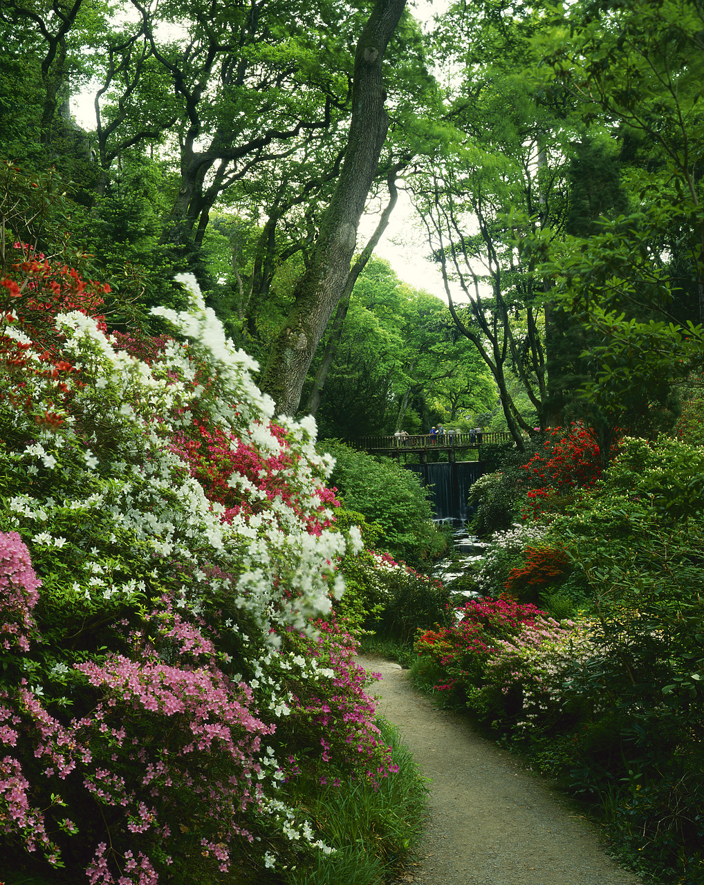 #881331 - Path Through Azaleas, Bodnant Gardens, Gwynedd. Wales
