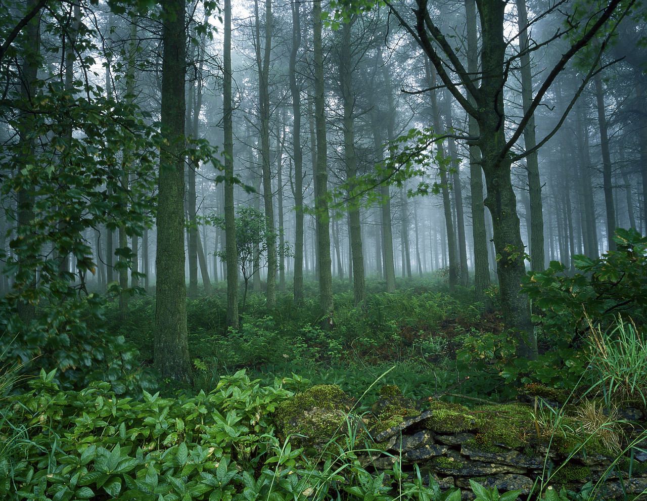 #881476-1 - Misty Woodland, Hambleton Hills, North Yorkshire, England