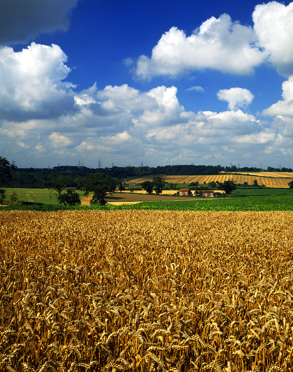 #881551-1 - Field of Wheat, Caistor St. Edmund, Norfolk, England