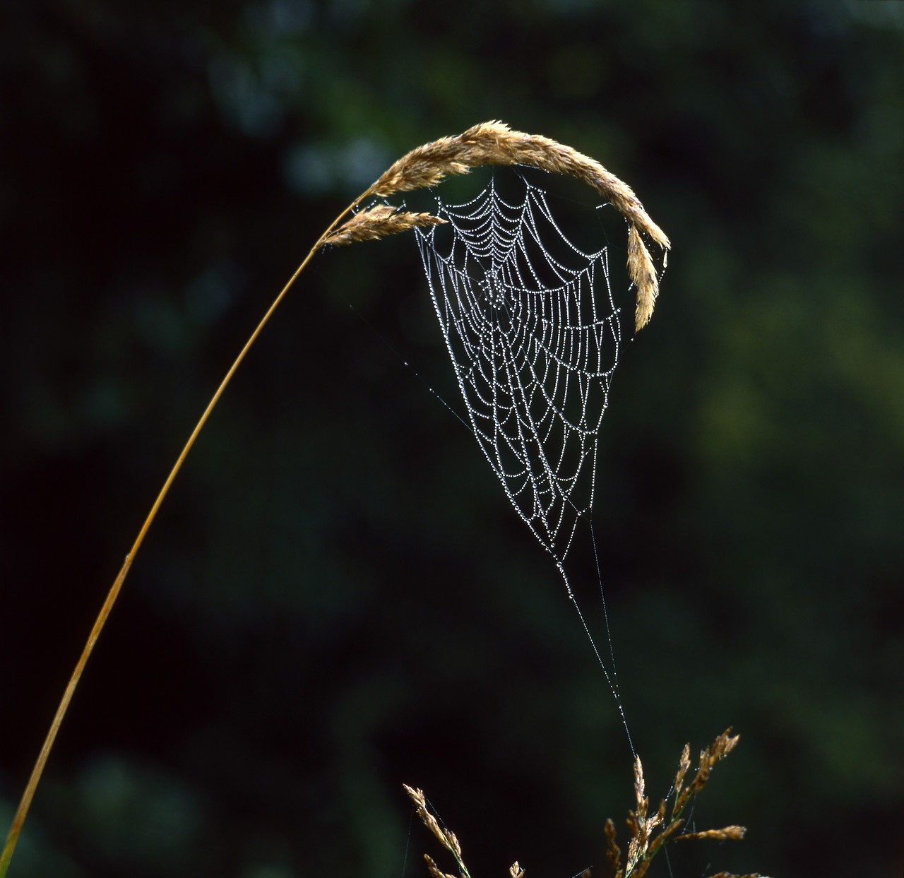 #881564 - Dew Laidened Spiderweb, Norfolk Broads, England